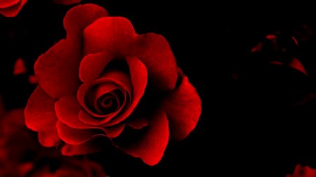 浪漫红色花朵背景