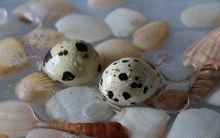 鹌鹑蛋与贝壳