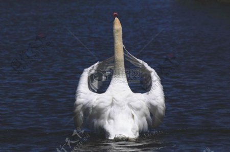 自然鸟水动物湖泊天鹅动物摄影