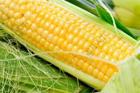 新鲜的玉米图片图片