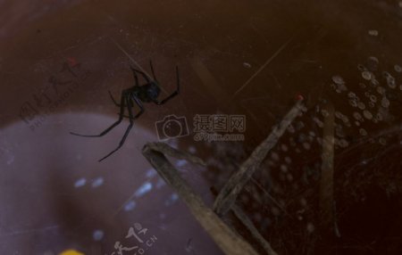 蜘蛛蜘蛛网络黑色寡妇蜘蛛和昆虫