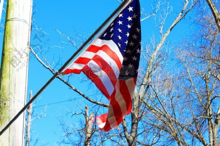 树木蓝色天空杆美国旗