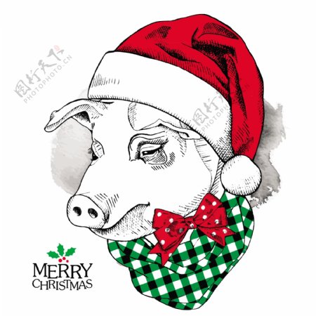 手绘猪动物圣诞节海报矢量