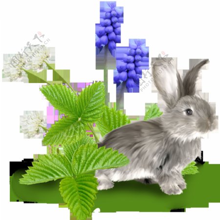 透明背景的野兔和三叶草