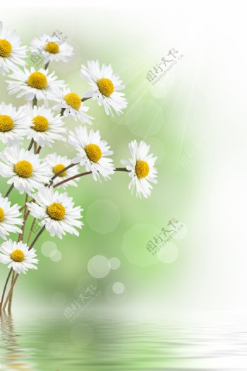 高清淡雅白色雏菊图片