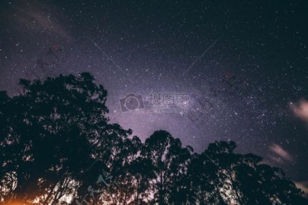 夜间树木和星光底视图