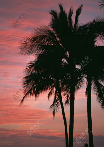 夕阳照射的椰树唯美景色图片