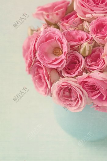 粉红玫瑰花摄影图片