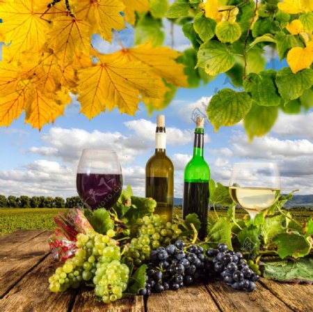 葡萄酒与树叶图片
