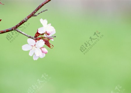 梨花背景素材图片