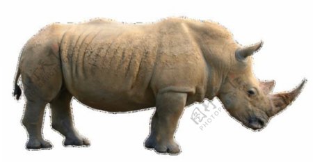 褐色的大犀牛免抠png透明图层素材