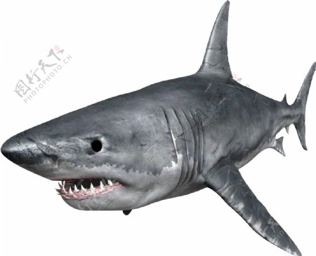凶恶的鲨鱼免抠png透明图层素材
