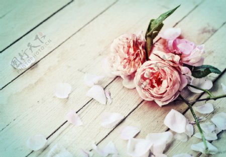 木板上的玫瑰花朵图片