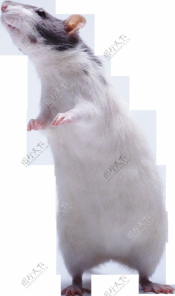 双腿站立的白色老鼠免抠png透明图层素材
