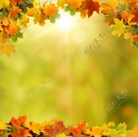 秋季树叶背景图片