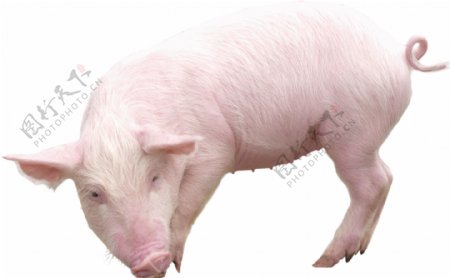 吃东西的猪免抠png透明图层素材