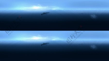 深海大白鲨3DVR视频