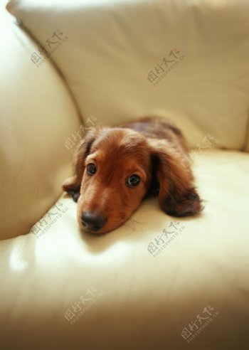 趴在沙发上的可爱狗狗图片