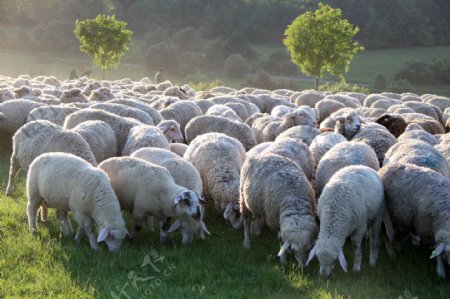 草地上的一群绵羊图片