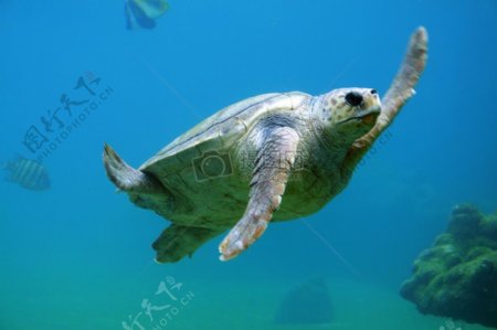 动物爬行动物水下潜水海龟海海龟海洋生物