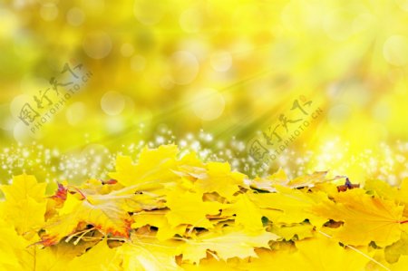 黄色树叶和梦幻背景图片