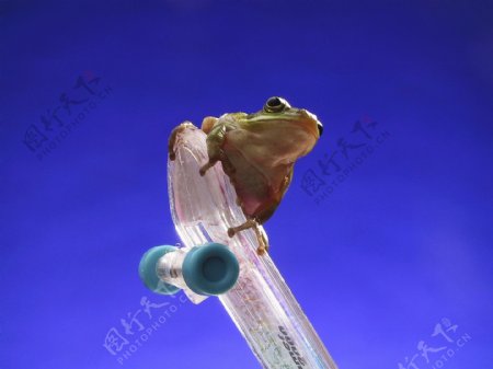 在滑板上玩耍的小青蛙图片