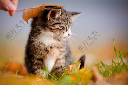 小猫与树叶图片