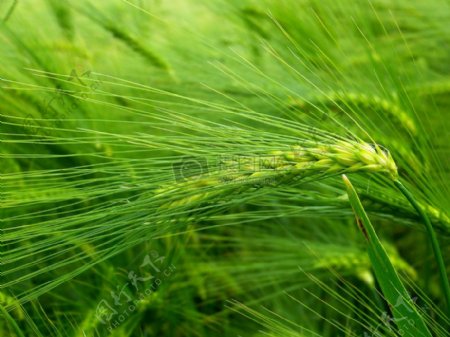 田野上成熟的麦穗