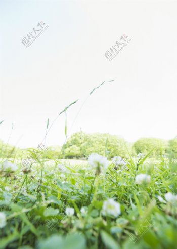 草地上的小野花图片图片