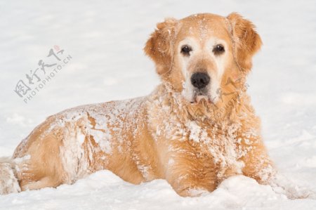 雪地里的小狗图片