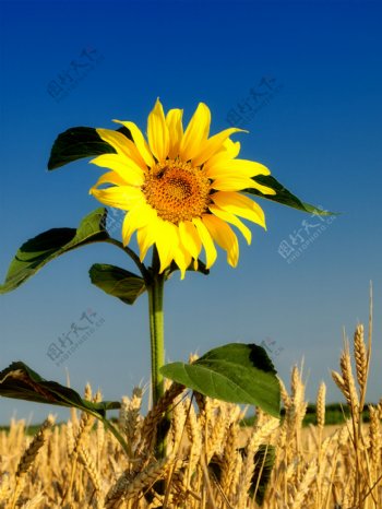 麦子与向日葵图片