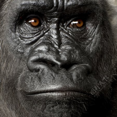 黑猩猩面部摄影图片
