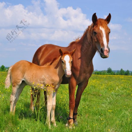 草地上的马和马驹图片