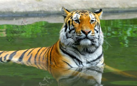 水里的老虎图片