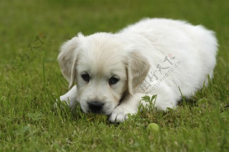 趴在草地上的小狗图片