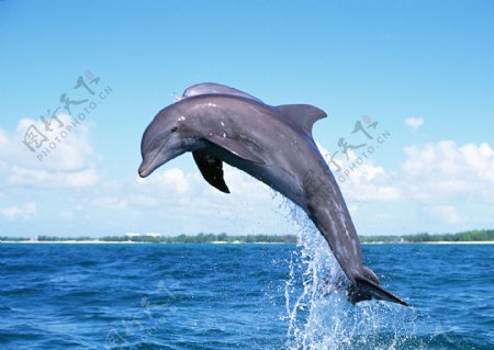 跃起的海豚图片