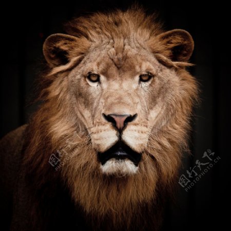 狮子摄影素材图片