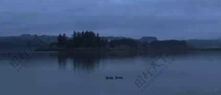 清晨小鸭子湖面游荡令人陶醉自然风光高清视频实拍