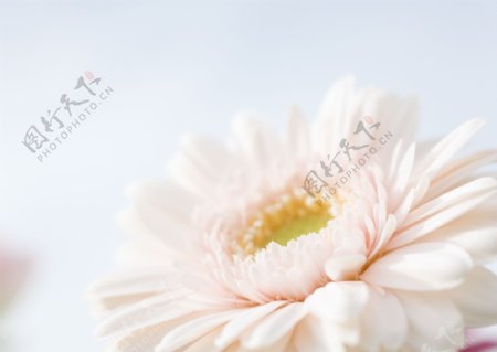 粉色菊花背景素材图片