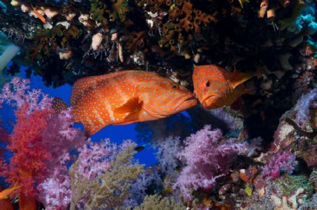 橙色鱼和珊瑚图片