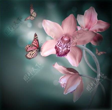 蝴蝶与兰花图片