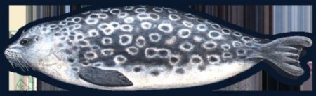 手绘鱼形海豹免抠png透明图层素材