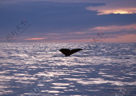 海洋中的鲸图片