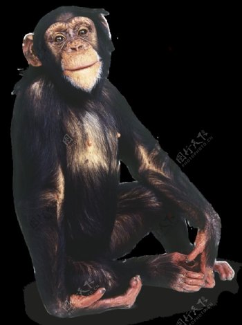 坐着的猩猩免抠png透明图层素材