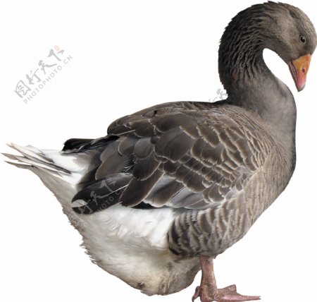 褐色羽毛的鸭子免抠png透明图层素材