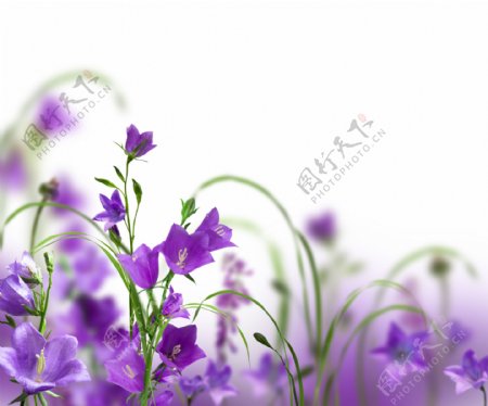 美丽紫色鲜花图片