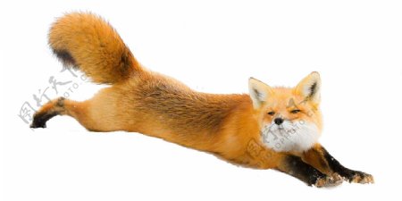 正在跳跃的狐狸免抠png透明图层素材