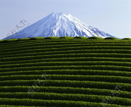 茶园风景茶山图片