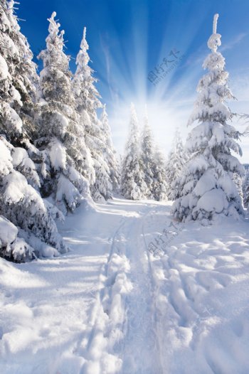 洁白的树林和雪地图片