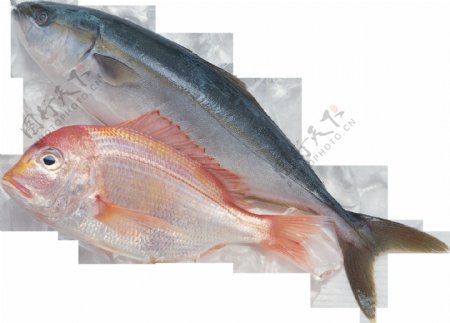 两条不同鱼类图片免抠png透明图层素材